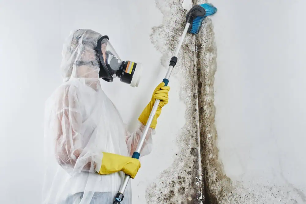cleaning mold on wall