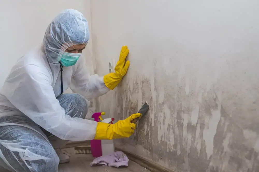 cleaning a wall of mold