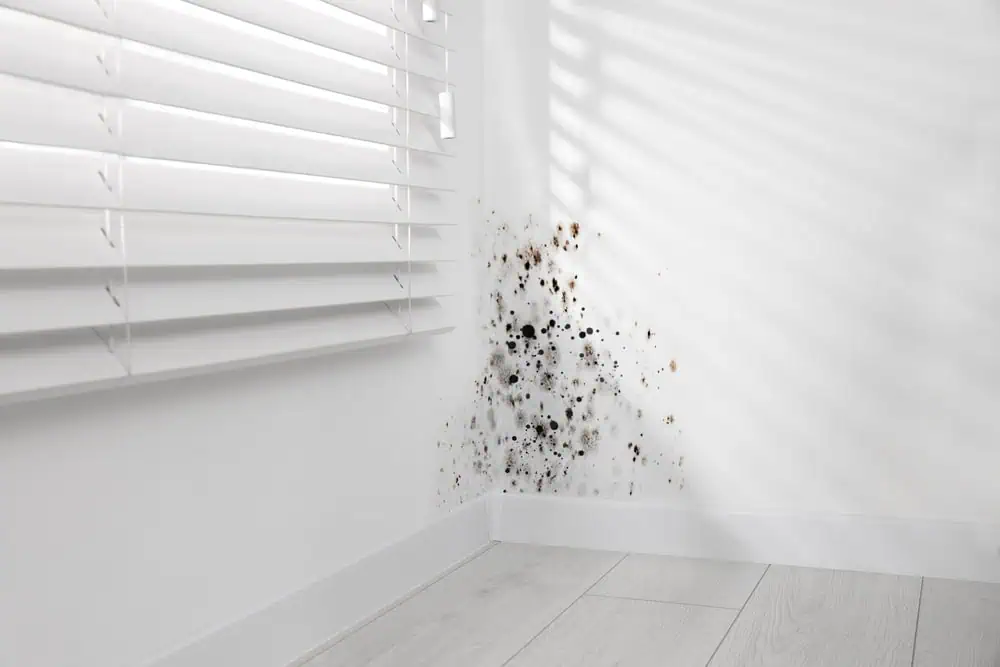 white wall with mold